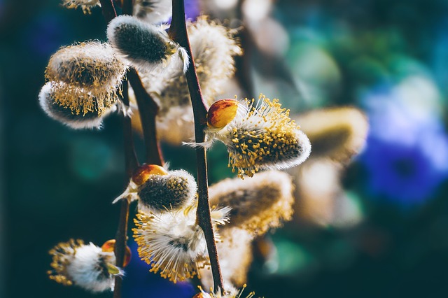 柳树的花絮 花朵 春天 - 上的免费照片