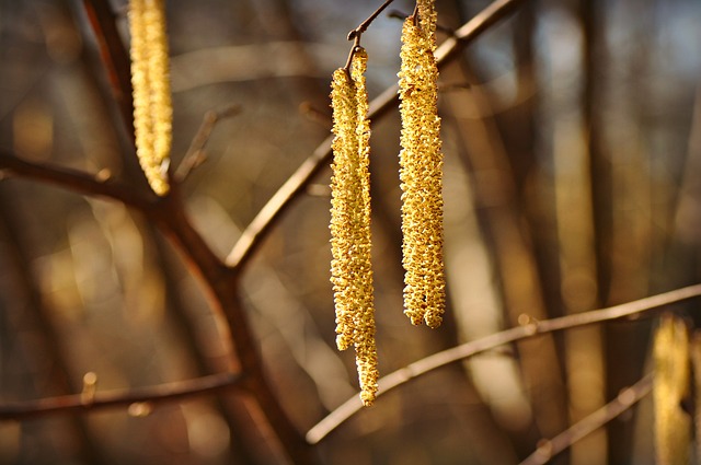 淡褐色的花絮 花 枝杈 - 上的免费照片