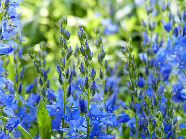 野风信子 开花 蓝色的 - 上的免费照片