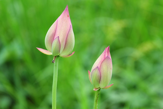 Flower Lotus Pink - 上的免费照片