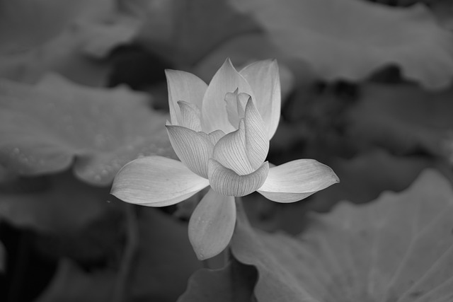 Flower Lotus Black White - 上的免费照片