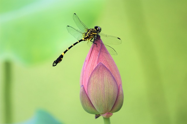 Flower Lotus Dragonfly - 上的免费照片