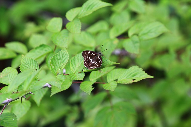 Insect Butterfly Green - 上的免费照片