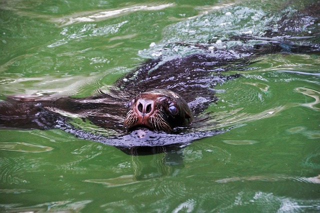 海狮 毛茸茸的 兽 - 上的免费照片