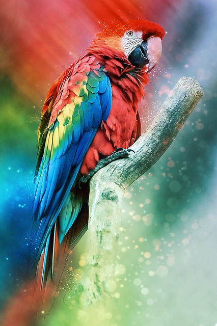 动物 Ara 澳门 喙 - 上的免费图片