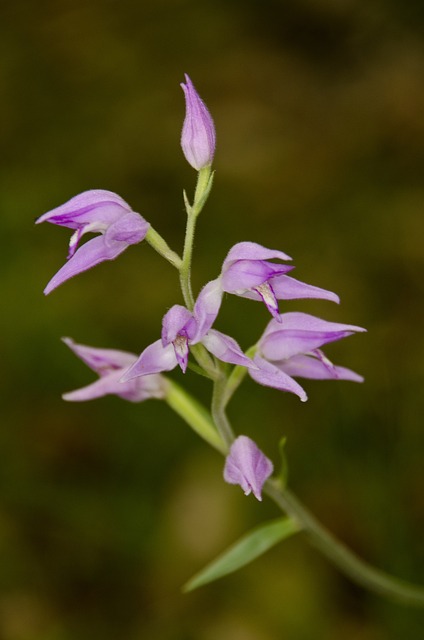 Cephalanthera Helleborine 兰花 - 上的免费照片