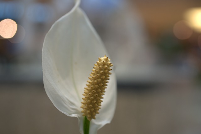 和平百合 绿萝 花 - 上的免费照片