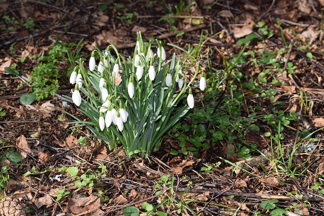 Snowdrops 春天的迹象 - 上的免费照片