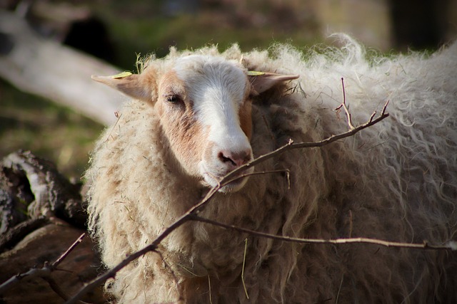 羊 农场动物 家畜 - 上的免费照片