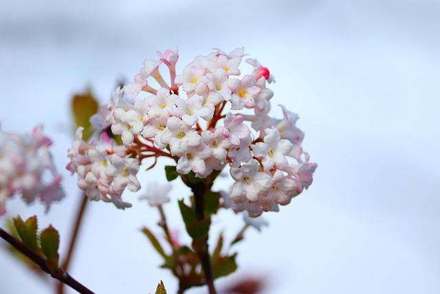 开花 滚雪球 荚蒾 - 上的免费照片