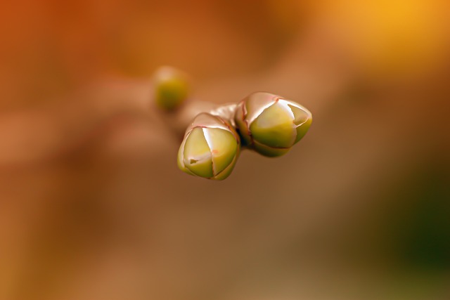 幼苗 分支 胚芽 - 上的免费照片