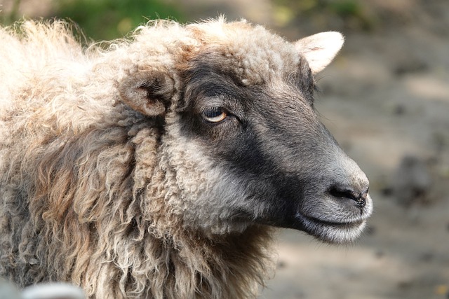 羊 动物肖像 羊头 - 上的免费照片