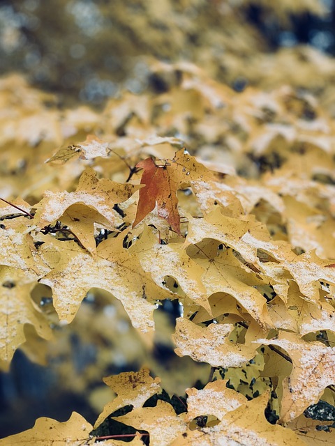 秋天 自然 树叶 - 上的免费照片