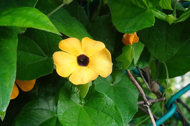 花 橙色的 Thunbergia 升韵 - 上的免费照片