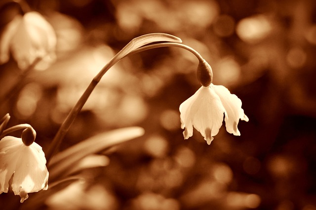 雪花莲 花 冬花 - 上的免费照片