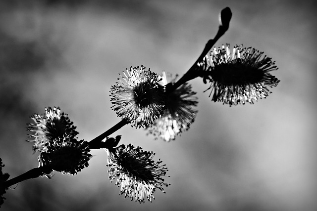 淡褐色的花絮 花 冬季绽放 - 上的免费照片