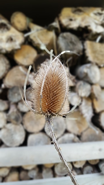 Teasle 木头 秋天 - 上的免费照片