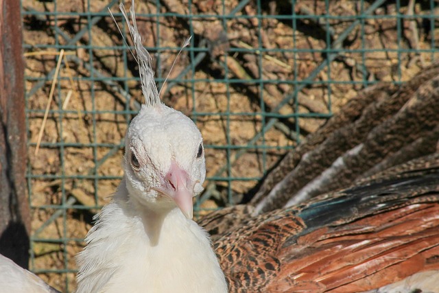 孔雀 Pavo Cristatus 年轻 - 上的免费照片