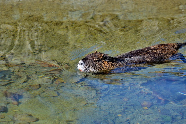 海狸鼠 啮齿动物 水鼠 - 上的免费照片