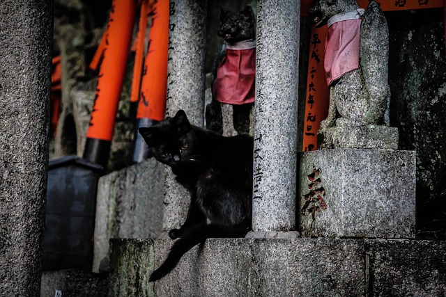 京都 猫 寺庙 - 上的免费照片