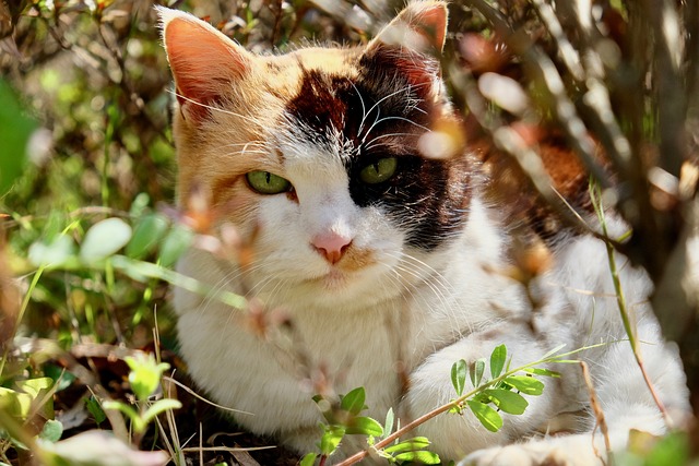 猫 野生的 草 - 上的免费照片