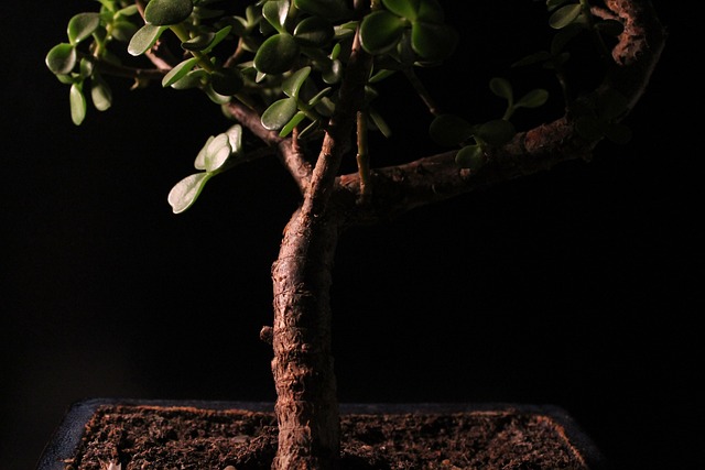 盆栽 植物 皮影戏 - 上的免费照片