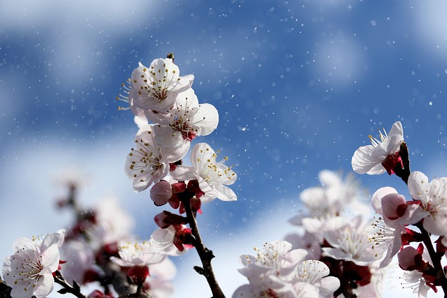 樱花 花朵 白色的花瓣 - 上的免费照片