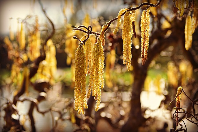 淡褐色的花絮 花 枝杈 - 上的免费照片