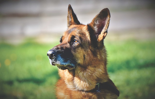 牧羊犬 德国牧羊犬 老德国牧羊犬 - 上的免费照片