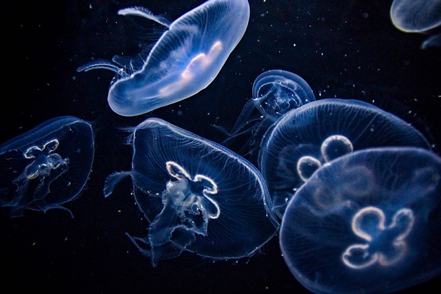 美杜莎 水族馆 海蜇 - 上的免费照片