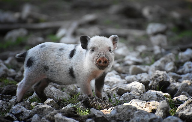 动物 哺乳动物 小猪 - 上的免费照片