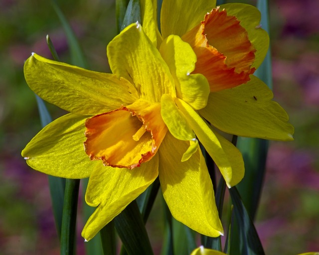 特写橙色和黄色Jonquils 花园 盛开 - 上的免费照片