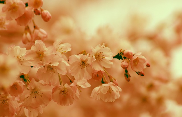 樱花 花朵 春天 - 上的免费照片