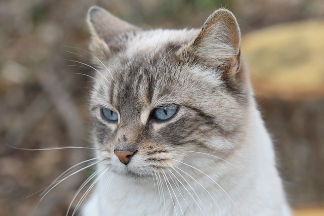 猫 肖像猫 猫的耳朵 - 上的免费照片