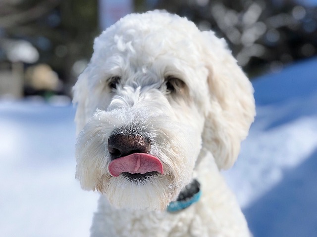 狗 小狗 Goldendoodle - 上的免费照片