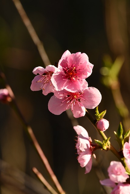 花朵 Pesco 粉色的 - 上的免费照片