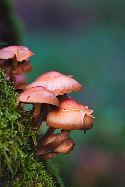 蘑菇 树 日志 - 上的免费照片