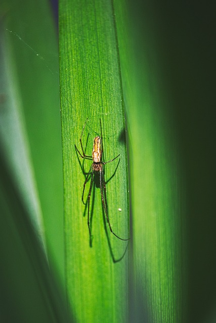 蜘蛛 捕食者 蛛形纲动物 - 上的免费照片