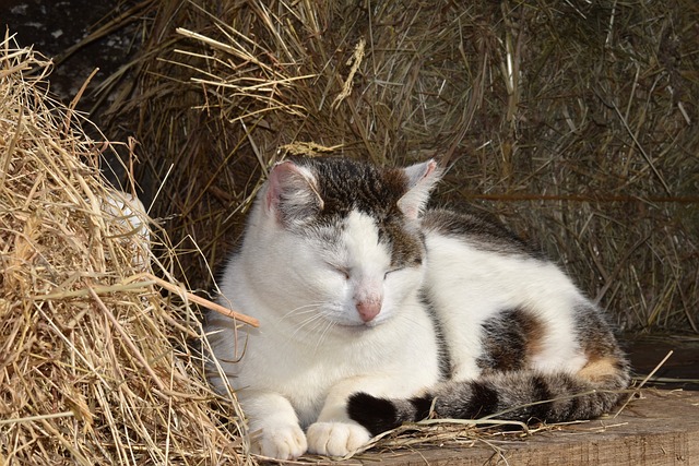 猫 猫肉桂 猫睡 - 上的免费照片