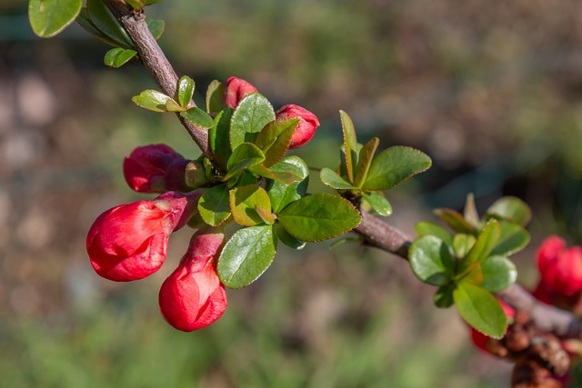 Chanomeles 观赏木瓜 植物 - 上的免费照片