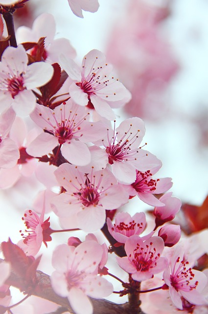 春天 春天的花朵 粉色 - 上的免费照片