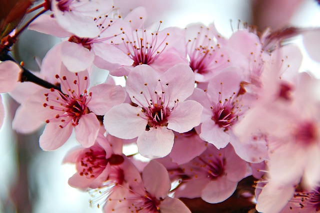 春天 春天的花朵 粉色 - 上的免费照片