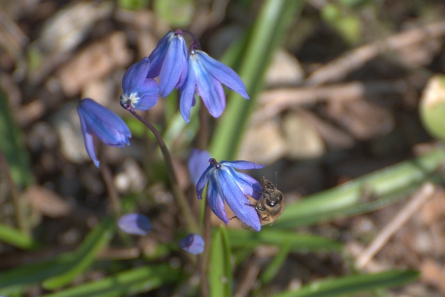 Cebulica西伯利亚 绵Siberica 花朵 - 上的免费照片