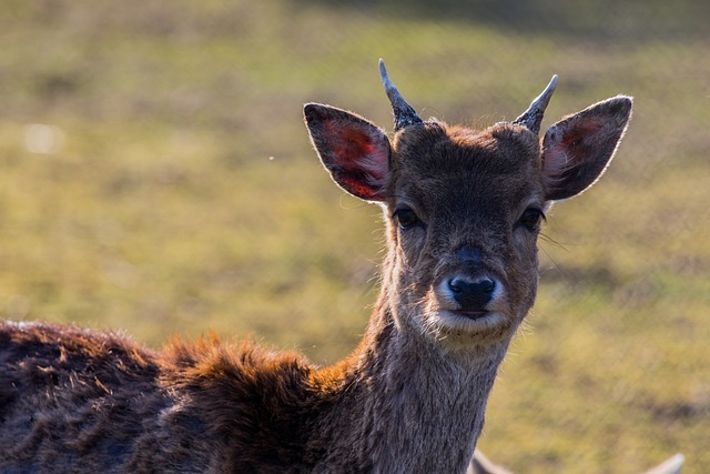 小鹿 鹿 凸耳 - 上的免费照片