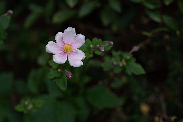 日本海葵 风花 花 - 上的免费照片