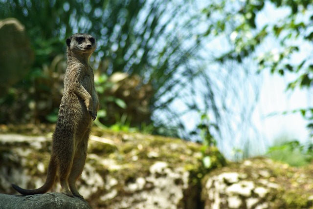 Suricate 公园 非洲 - 上的免费照片