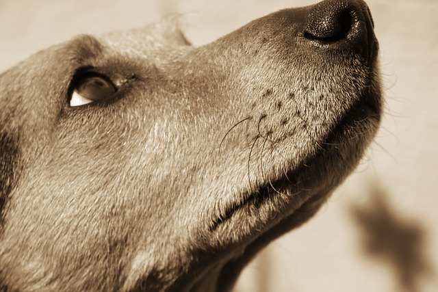 狗 杂交种 棕褐色 - 上的免费照片