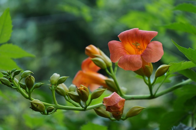 花 凌霄花 植物 - 上的免费照片