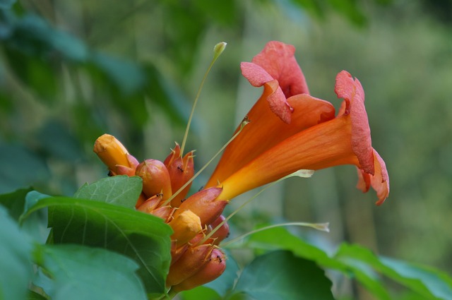 花 凌霄花 Ant - 上的免费照片