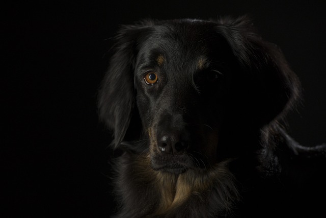 霍瓦沃特 狗 黑色的 - 上的免费照片